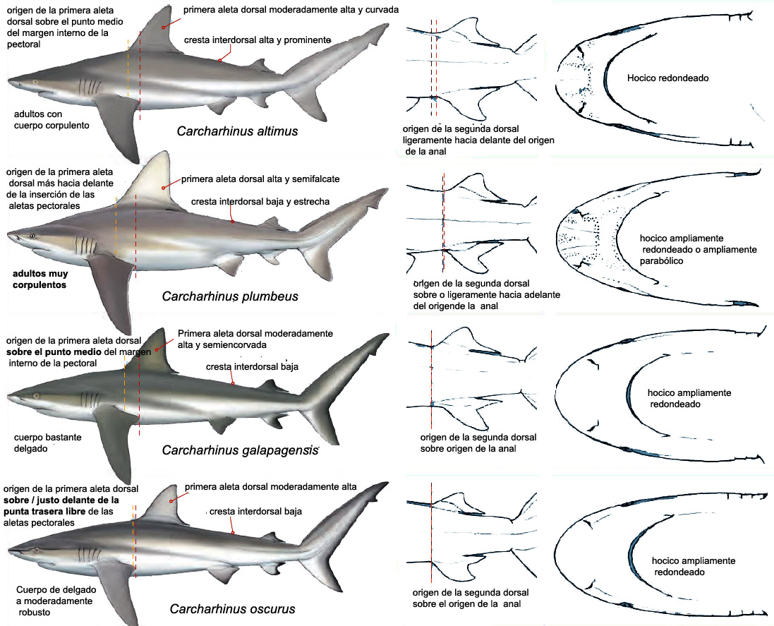 Carcharhinus altimus_especiessimilares_09.jpg